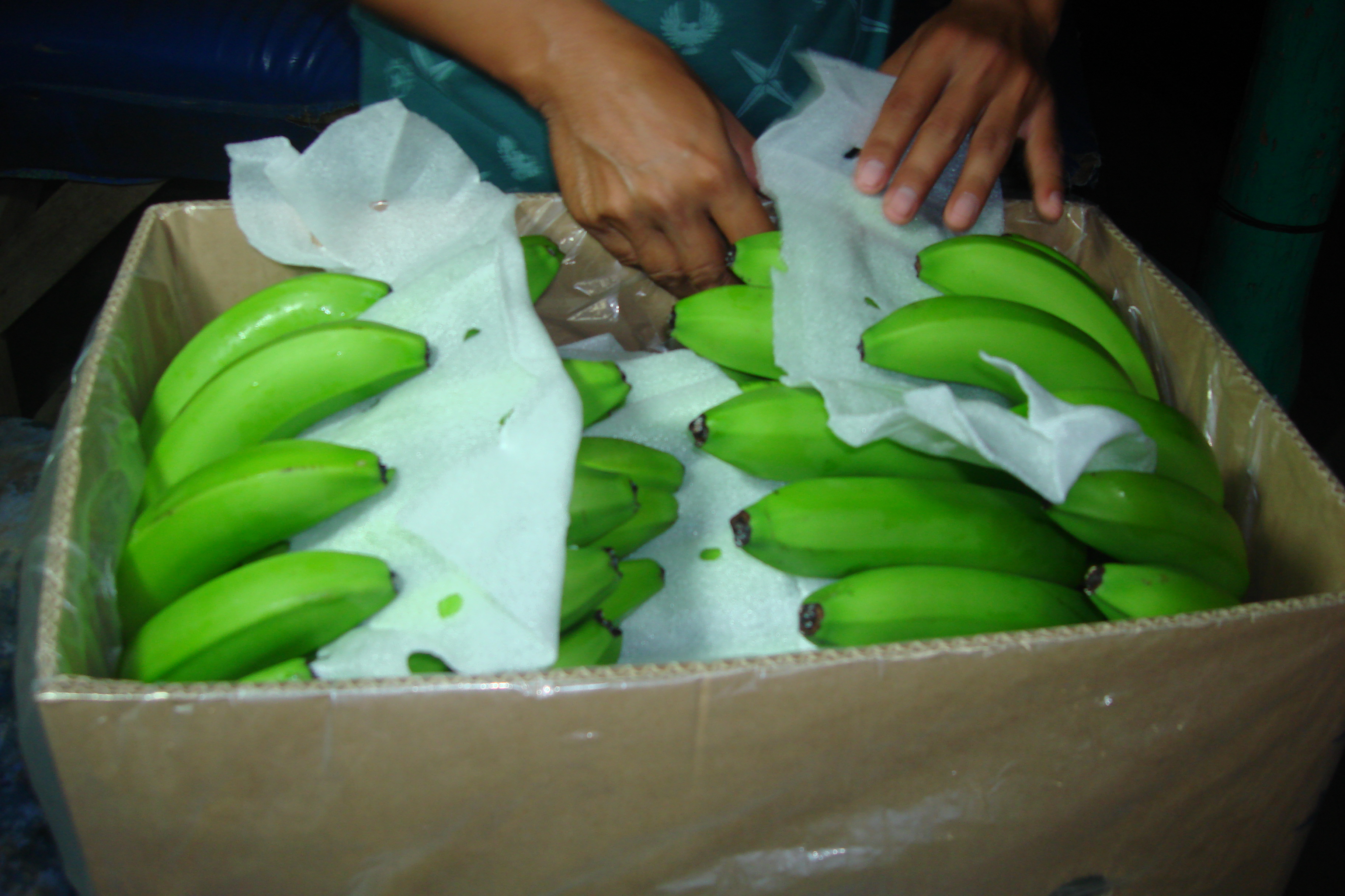 Image result for banana export cluster