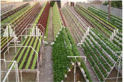 Soil less and Space less farming